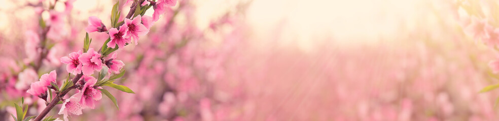 abstract and dreamy banner background of of spring blossoms tree with pink flowers. selective focus