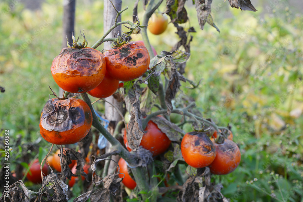 Wall mural tomatoes get sick by late blight. phytophthora infestans.