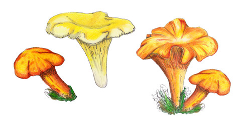 Original golden chanterelle.