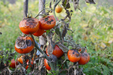 Tomatoes get sick by late blight. Phytophthora infestans. © bildlove