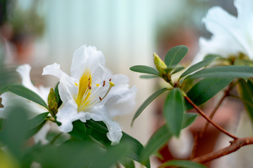 White Rosa sempervirens evergreen rose flower