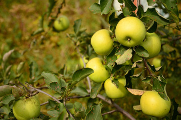 Golden Delicious apples on the apple tree with beautiful summer background.