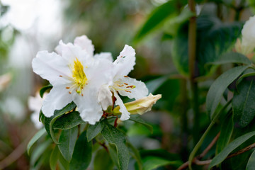 White Rosa sempervirens evergreen rose flower
