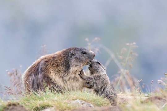 Alpine Marmot (Marmota marmota), mother with young, Hohe Tauern National Park, Carinthia, Austria, Europe
