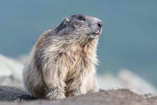 marmot womens rain pants