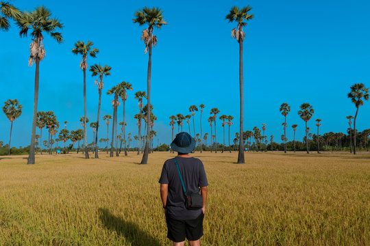 A man is traveling into paddy field and sugar palm trees during summer time in Thailand.