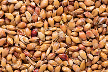 High quality seeds of sorghum moench, in a texture form for your beautiful garden. Can be used by seed producers for create new exquisite packaging with seed on background.