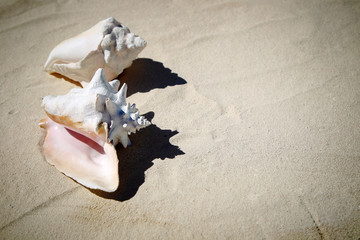 Two big sea shell on the sunny sand