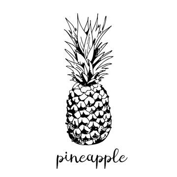 Pineapple vector illustration isolated on white background