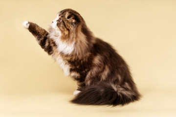 Fototapeta na wymiar Scottish fold longhair cat on colored backgrounds