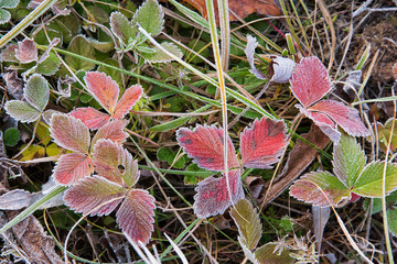 Beautiful plants in frost.