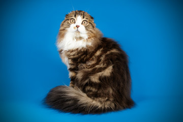 Scottish fold longhair cat on colored backgrounds
