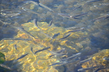 Pack of sea fishes.