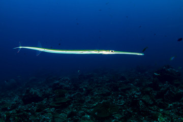 Cornetfish on a coral reef © whitcomberd