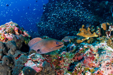 Naklejka na ściany i meble Giant Moray Eel on a tropical coral reef
