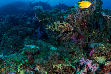 Naklejka na ściany i meble Large Grouper on a tropical coral reef (Koh Tachai, Thailand)