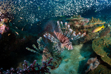 Colorful Lionfish on a tropical coral reef at dawn