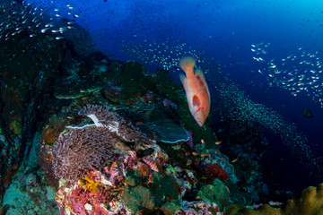 Colorful tropical fish on a coral reef