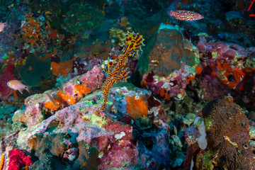 Colorful Ornate Ghost Pipefish on a tropical coral reef