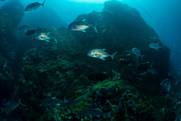 Fototapeta na wymiar Trevally hunting on a coral reef