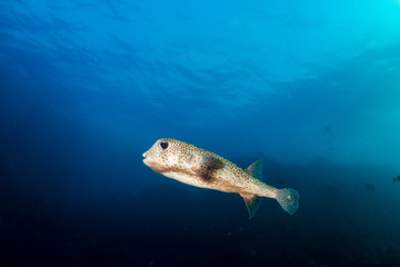 Pufferfish swimming in a blue ocean - obrazy, fototapety, plakaty