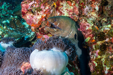 Giant Moray Eel on a tropical coral reef