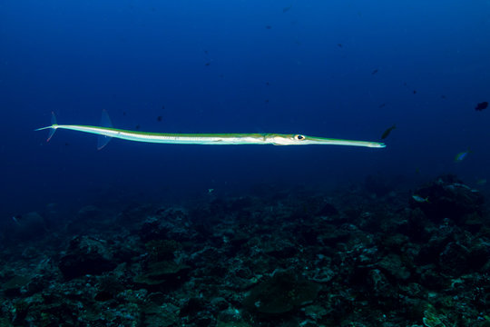 Cornetfish on a coral reef