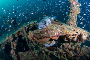 Porcupine Pufferfish on an underwater shipwreck
