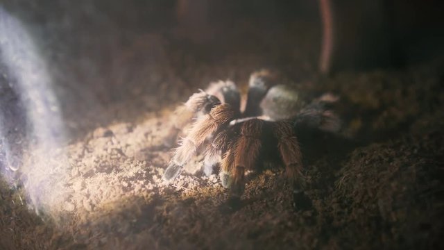 Close up shot, brown spider on ground with lighting from searching in night