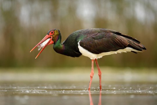 Black stork (Ciconia nigra), with prey, fish in beak, Kiskunsag National Park, Hungary, Europe