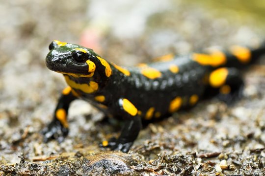 Fire salamander (Salamandra salamandra), Bukk National Park, Hungary, Europe
