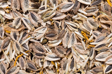 High quality seeds of doronicum, flower in a texture form for your personal garden. Can be used by seed producers for create new exquisite packaging with seed on background. 