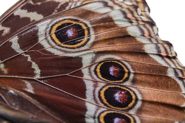 Wing of beautiful tropical butterfly, closeup © Pixel-Shot