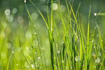 Drops of dew on a green grass