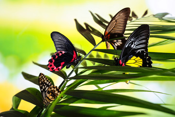 Beautiful butterflies sitting on tropical leaf outdoors