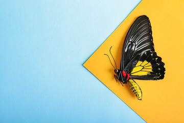 Fototapeta na wymiar Beautiful tropical butterfly on color background