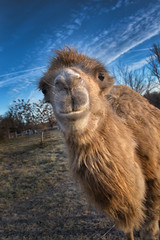 Obraz premium Camel walk