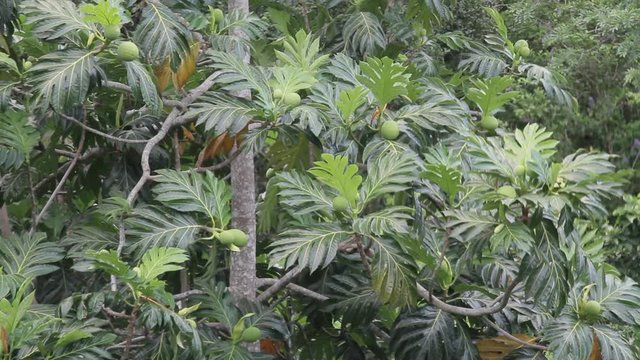 Breadfruit tree on the Caribbean island of Antigua