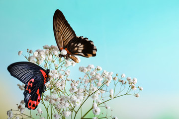 Fototapeta na wymiar Beautiful butterflies sitting on flowers outdoors