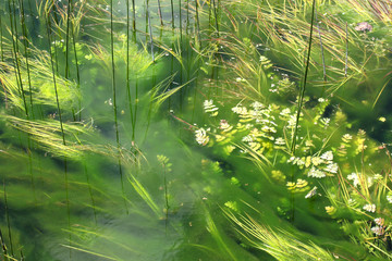 algae in the pond