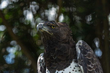 A Martial Eagle with an injury to it's wing and eye.