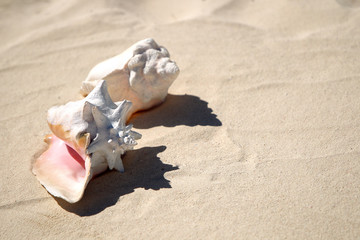 Fototapeta na wymiar Two big sea shell on the sunny sand