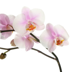Naklejka na ściany i meble Beautiful orchid flowers on white background