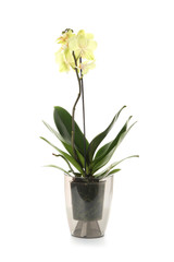 Naklejka na ściany i meble Beautiful orchid flower in pot on white background