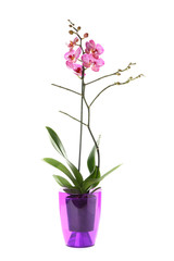 Fototapeta na wymiar Beautiful orchid flower in pot on white background