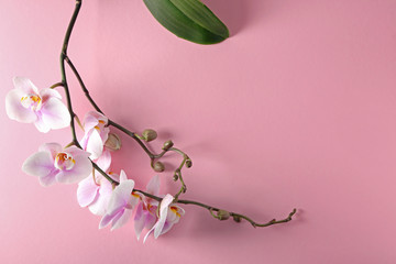 Beautiful orchid flowers on color background