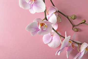 Beautiful orchid flowers on color background