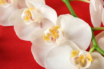 Fototapeta na wymiar Beautiful orchid flowers on color background, closeup
