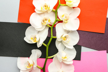 Composition with beautiful orchid flowers and color paper sheets