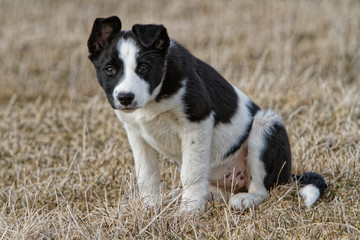 Molly, border collie pup